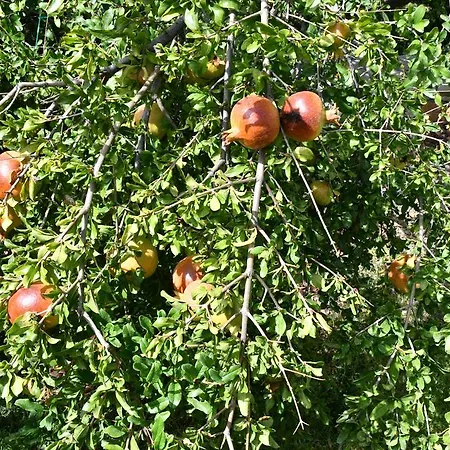 Villa Petroto Kiotari