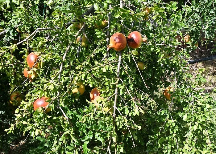 וילה Petroto קיוטארי